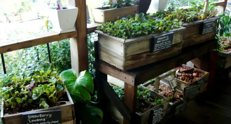 CERES Nursery - 1x Tray of plants